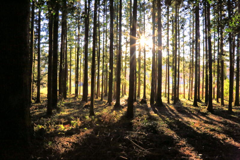 心象・ふるさとの神社栃木県 佐野市 閑場町 羽黒神社