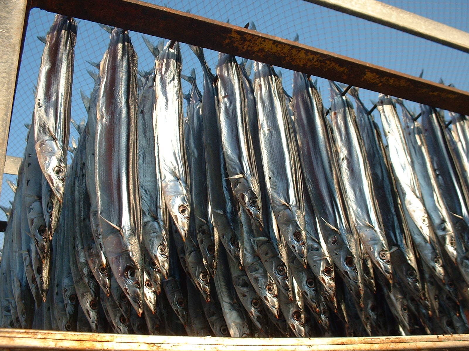 魚作日記 ひもの Livedoor Blog ブログ