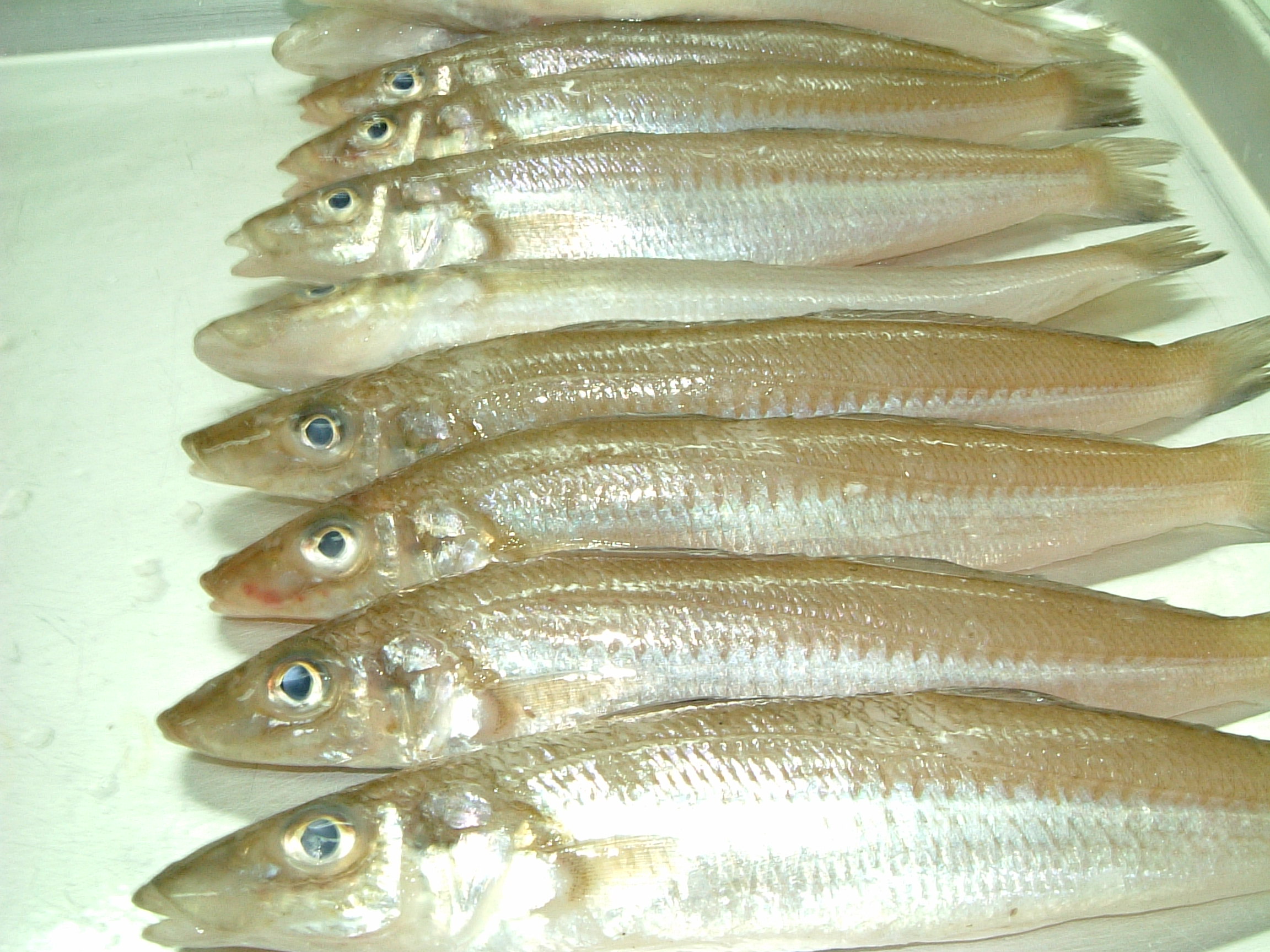 魚のさばき方 魚将 Koro