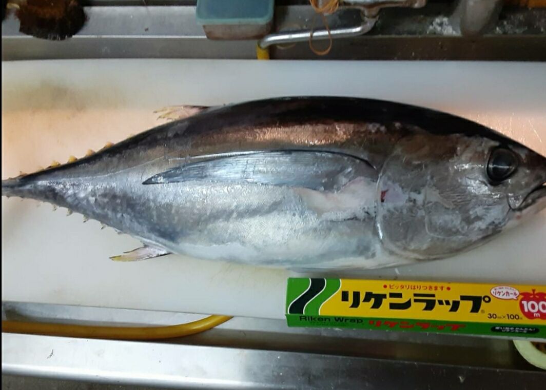 明日の朝市 目玉は11キロのマグロ うおたま くうかい 明日の朝市 目玉は11キロのマグロ うおたま くうかい