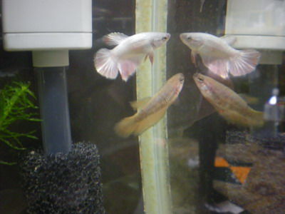 ベタ子メスっ子命名 金魚とベタと浮世草