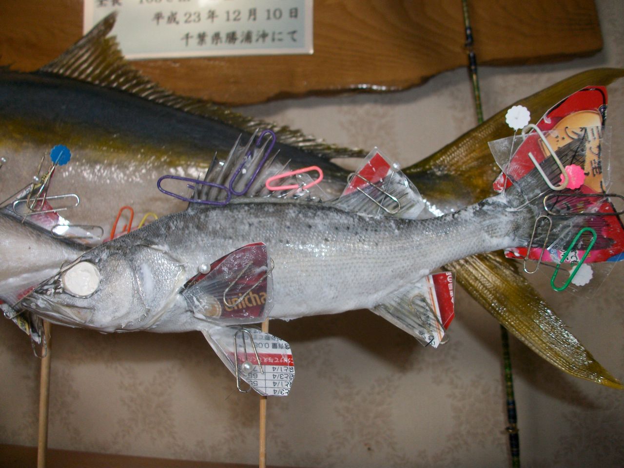 トップコレクション 魚 剥製 自作 人気のある画像を投稿する