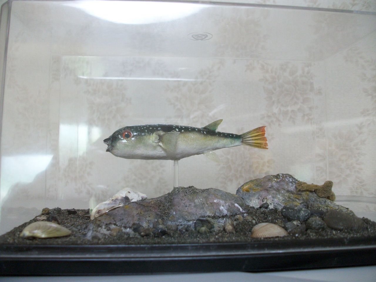 クサフグ 魚屋 天然堂 うおや てんねんどう