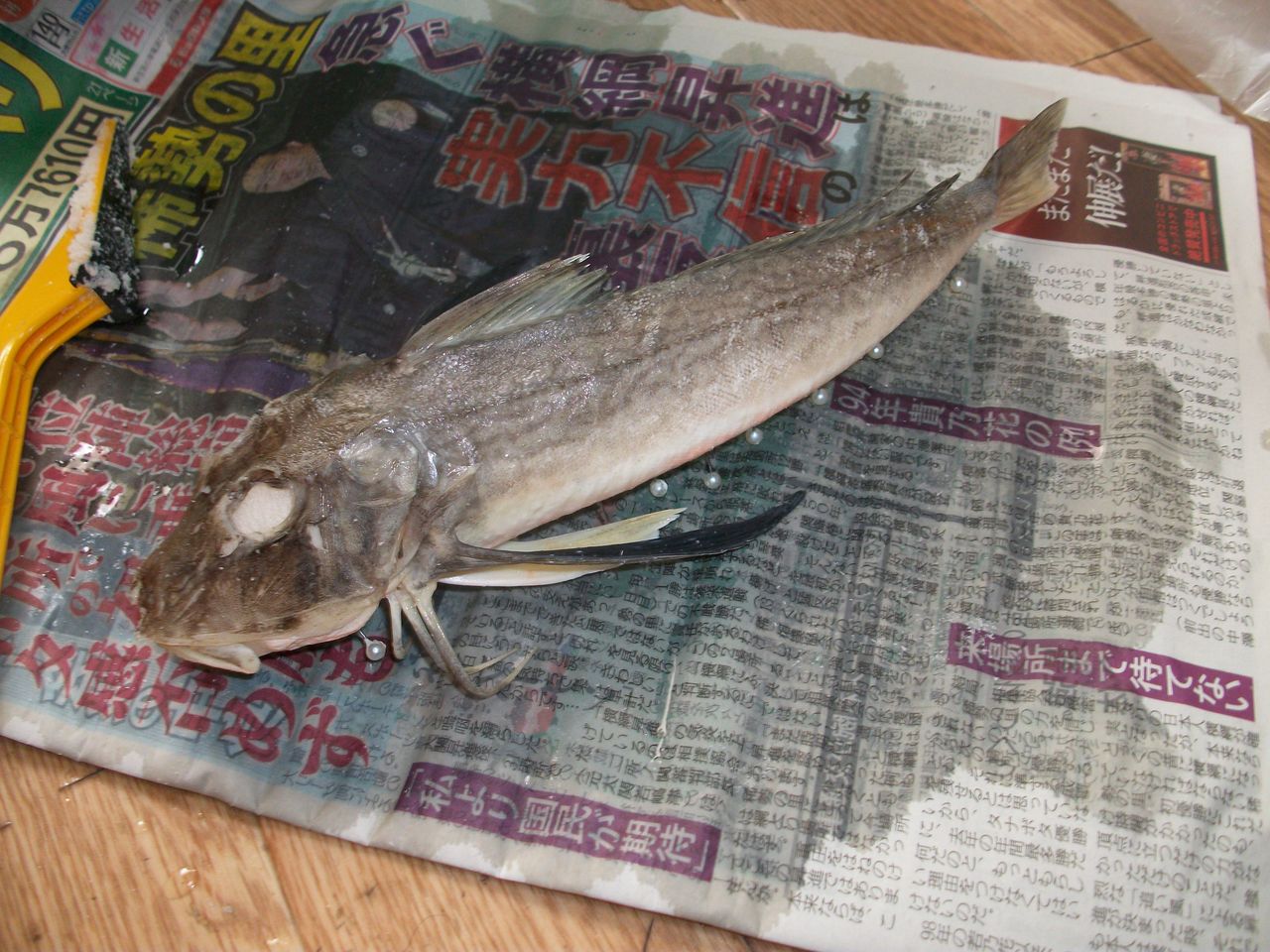 特売 魚剥製(ホウボウ):【受注発注】