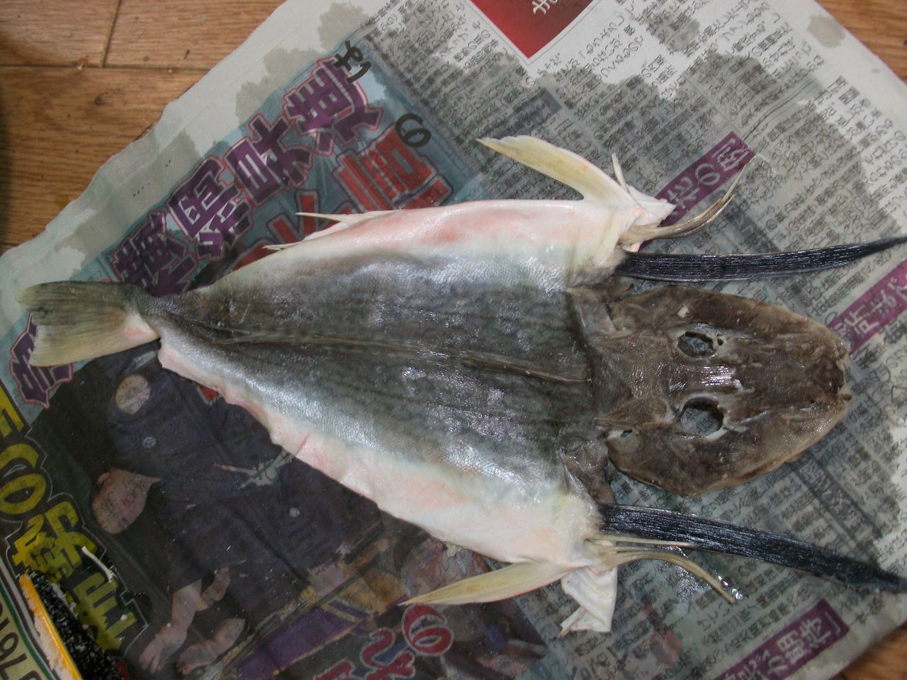 ホウボウ剥製の続き 魚屋 天然堂 うおや てんねんどう ホウボウ剥製の続き 魚屋 天然堂 うおや てんねんどう