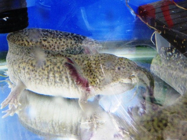 ザリガニ 脱皮失敗 身近な生き物の記録