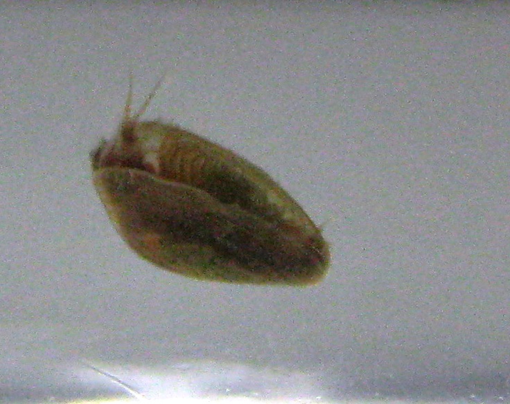 カイエビ 身近な生き物の記録
