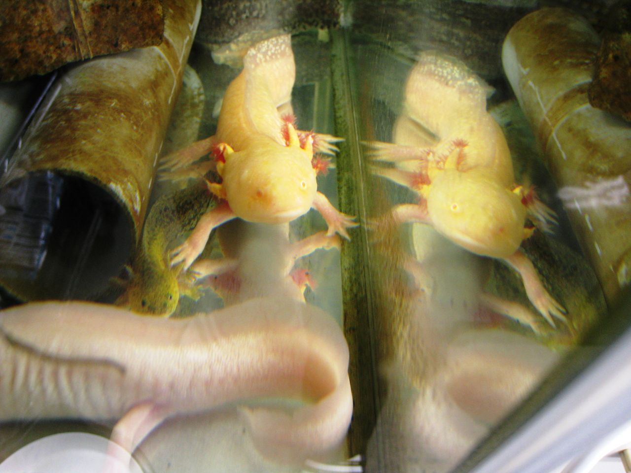 身近な生き物の記録 身近な生き物の記録