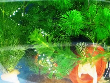 ウーパールーパーが卵を産みました 身近な生き物の記録