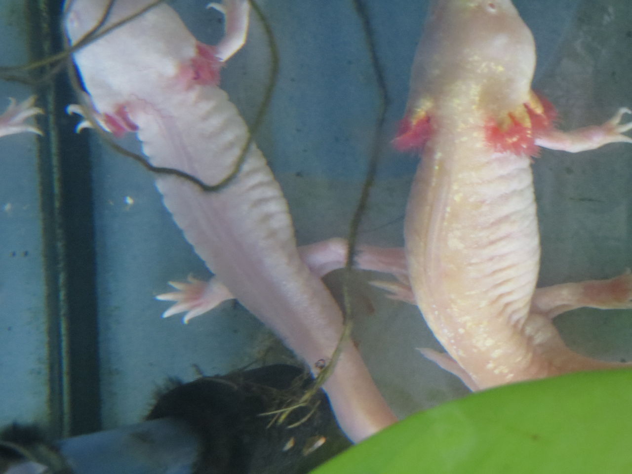 身近な生き物の記録 ウーパー