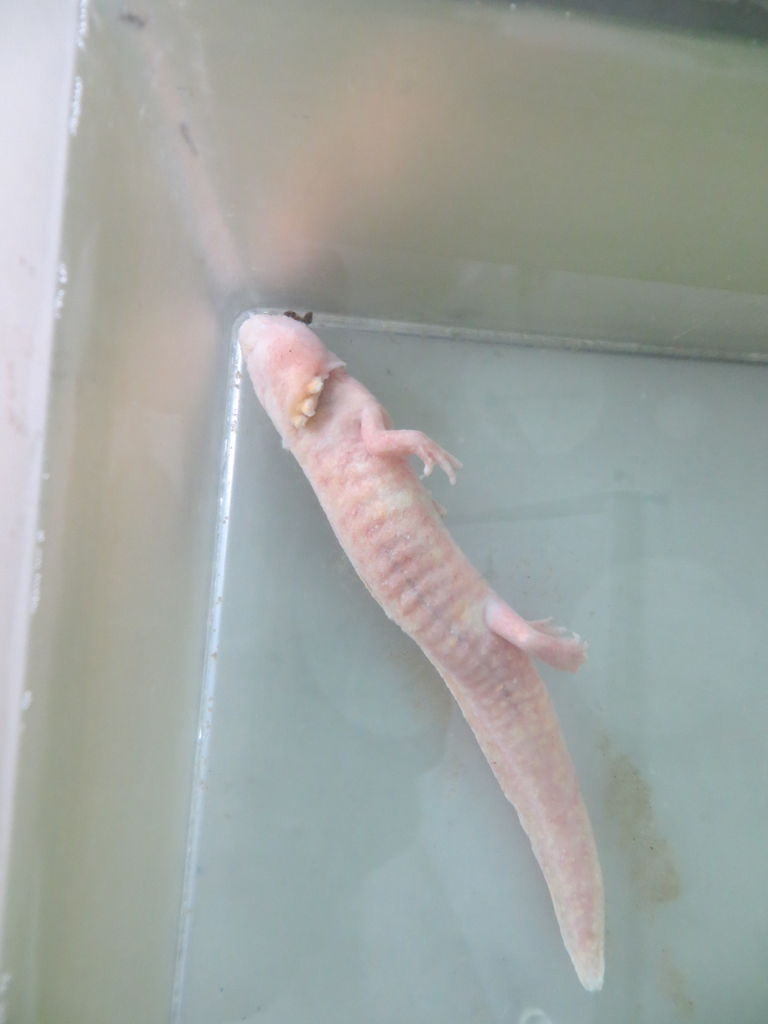 身近な生き物の記録 ウーパー