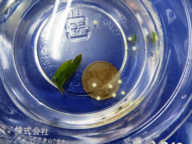 ウーパールーパーが卵を産みました 身近な生き物の記録