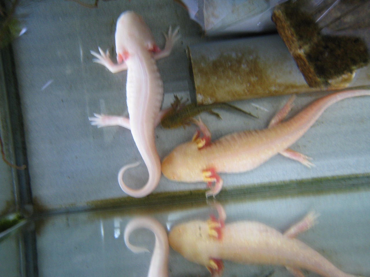 身近な生き物の記録 身近な生き物の記録