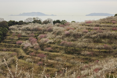 梅林 サイズ（小）②