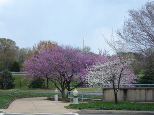 ワシントンDCの桜