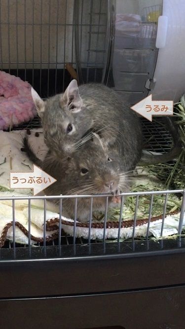 安いチモシーをまた見つけたんです うちのデグ うっぷるいと呼ばれる