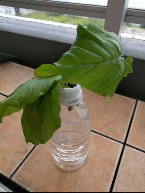 枯れた観葉植物が復活 愛妻の料理番