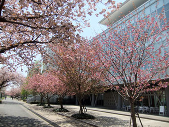 sakura1