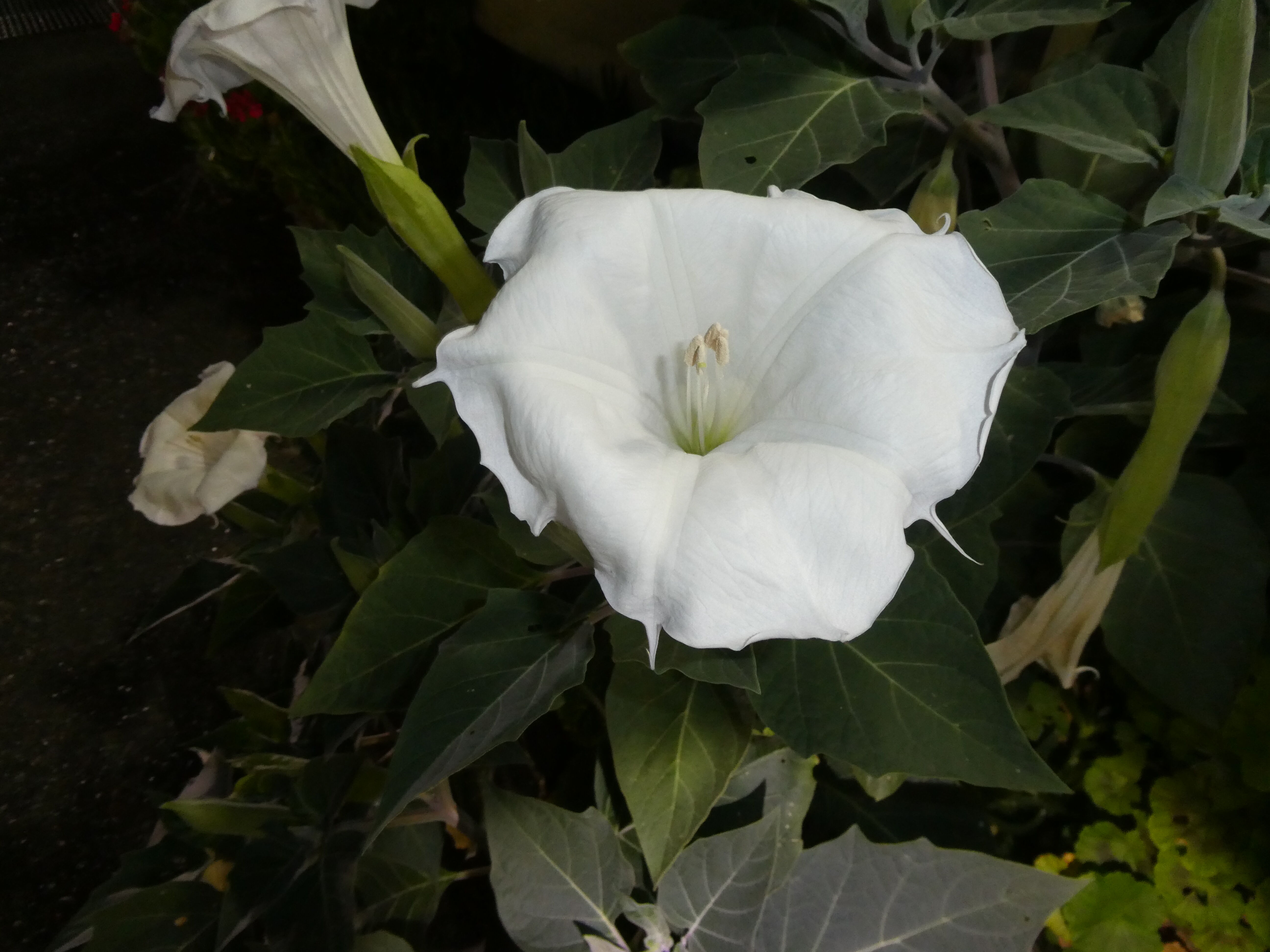 ダチュラ 花 たまのたまたま ダチュラ 花 たまのたまたま