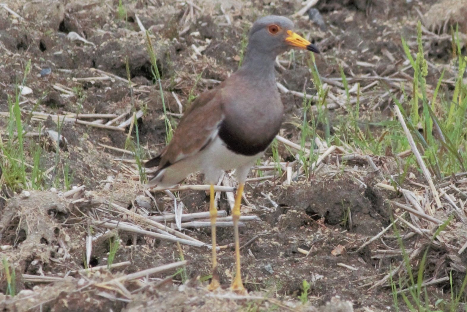 ケリ 鳥 たまのたまたま ケリ 鳥 たまのたまたま