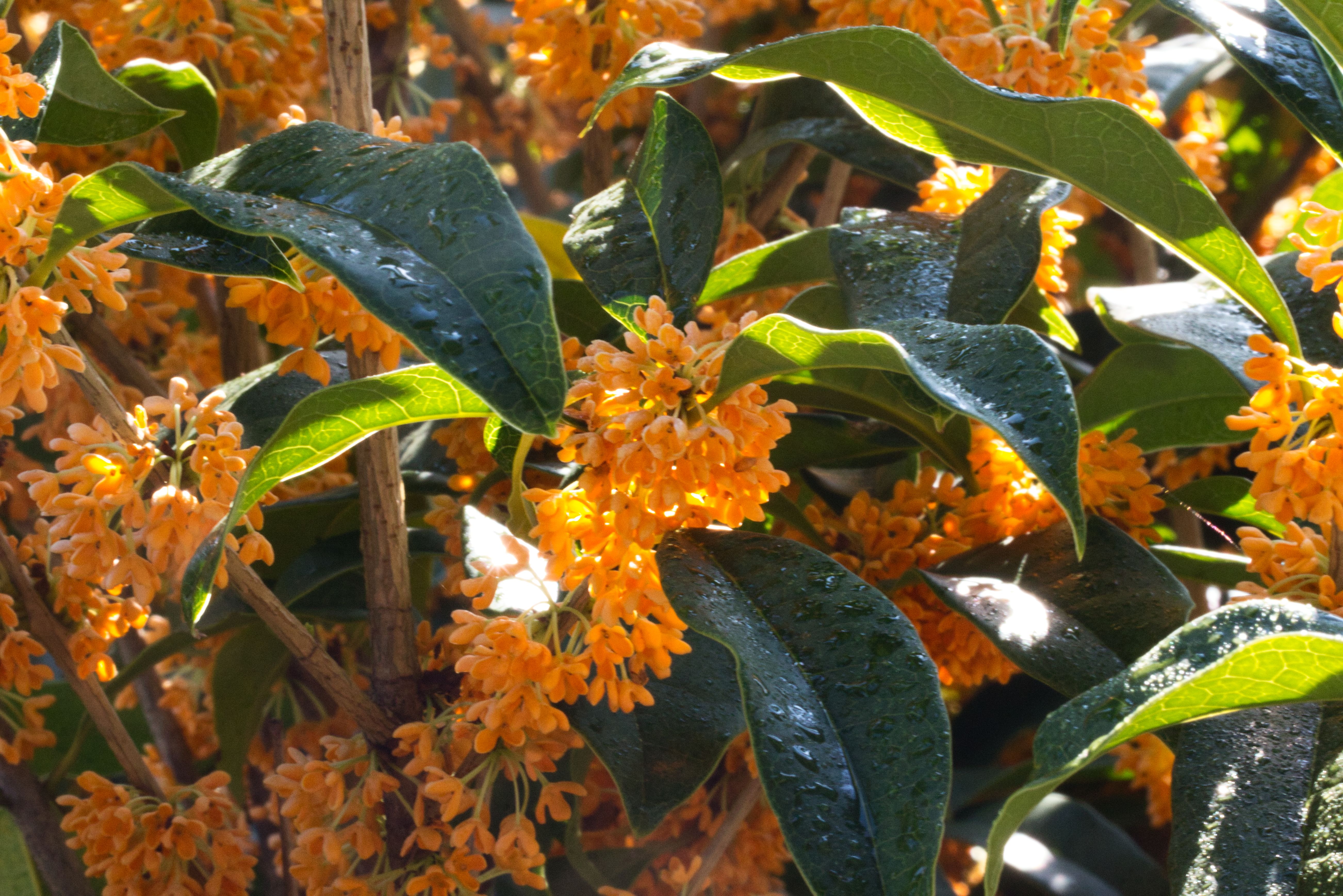 キンモクセイ 花 たまのたまたま