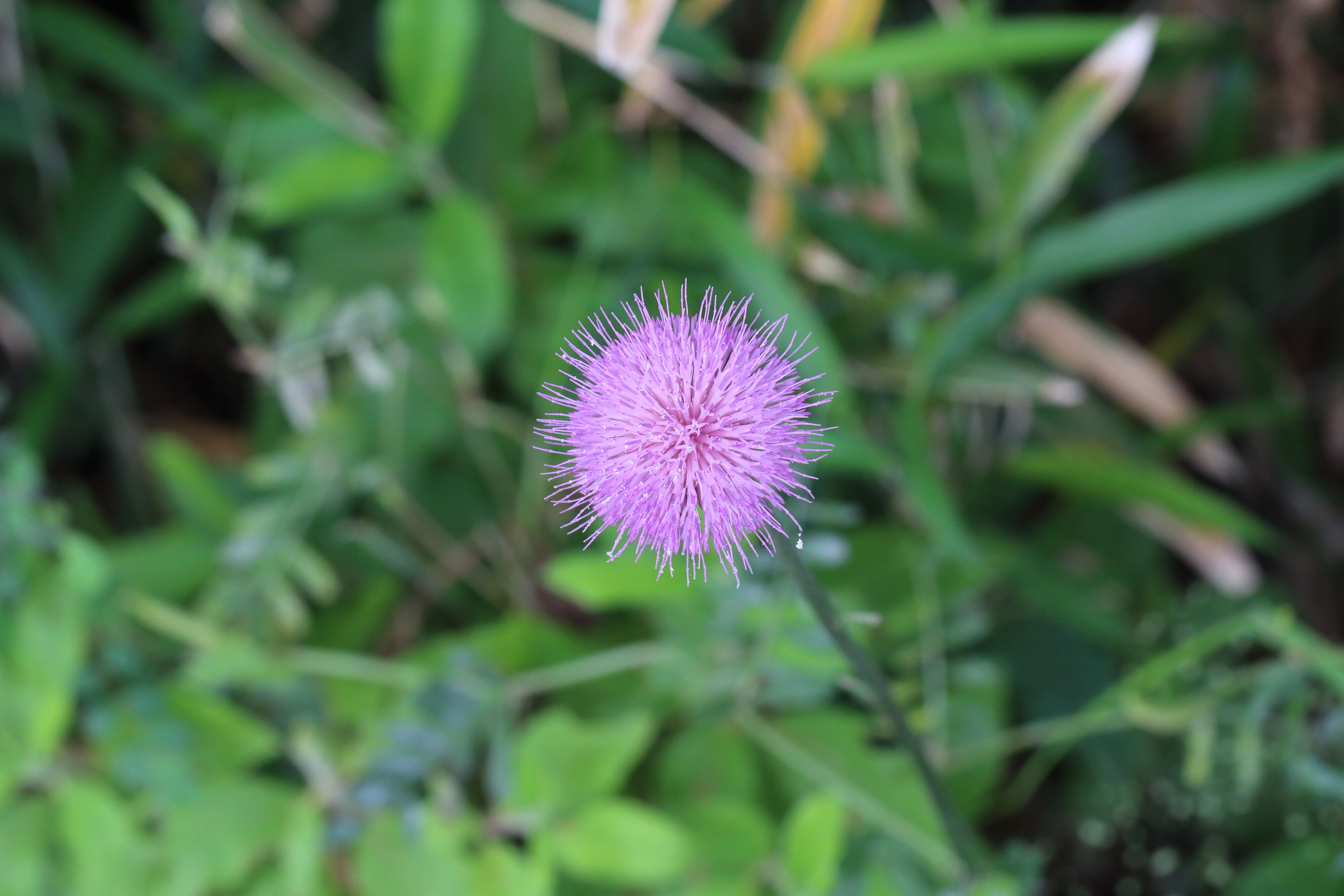 アザミ 花 たまのたまたま アザミ 花 たまのたまたま