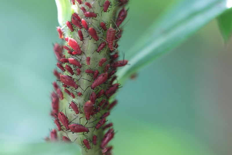 セイタカアワダチソウヒゲナガアブラムシ 昆虫 たまのたまたま