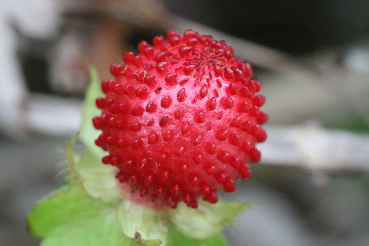 ヤブヘビイチゴ 植物 たまのたまたま ヤブヘビイチゴ 植物 たまのたまたま