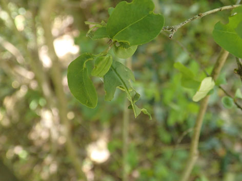 P5040052