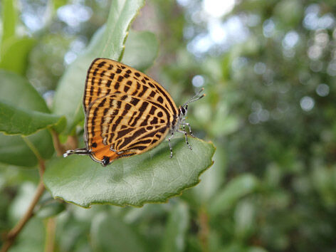 P5240040
