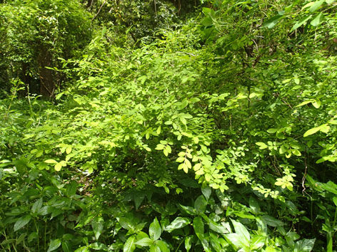 P5030030