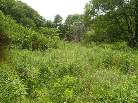 P6030004