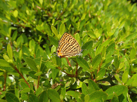 P5240025