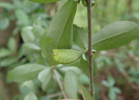 P4290024