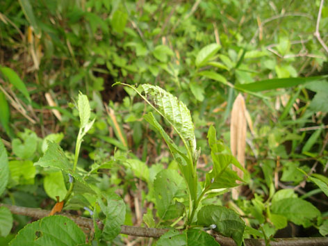 P5070004