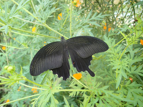 P9190145