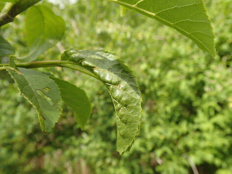 P5170048