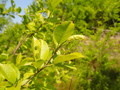 P4290013