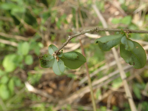 P4290009