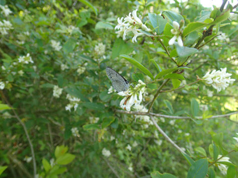 P5240045