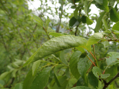 P5170025