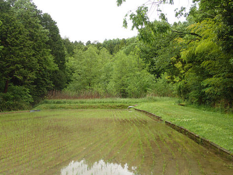 P5170031