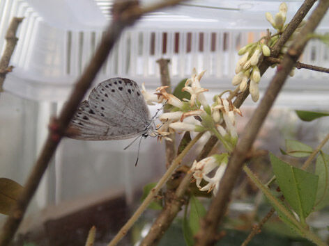 P6030009