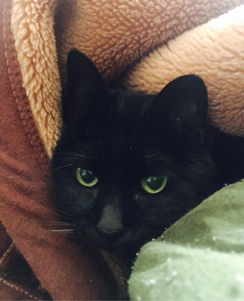 黒猫豆知識 裏観音 マル秘小部屋 黒猫豆知識 裏観音 マル秘小部屋