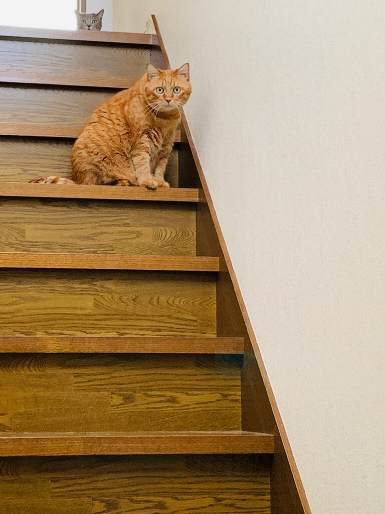 元野良猫たちの幸せ生活 裏観音 マル秘小部屋