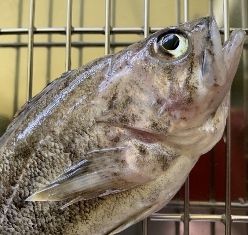 7日間ブックカバーチャレンジ 3 裏観音 マル秘小部屋