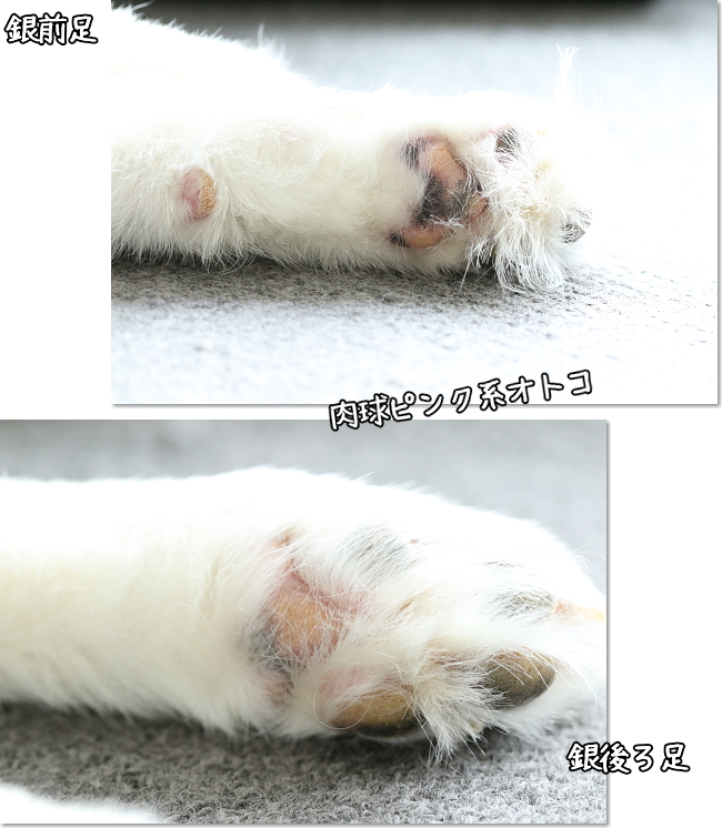 冬のお手入れ肉球カサカサちゃん しっとり肉球公開はまた後日ってことで 犬たちとjubilations