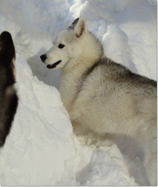 吹雪時のビバーク場所といえば 犬たちとjubilations 吹雪時のビバーク場所といえば 犬たちとjubilations
