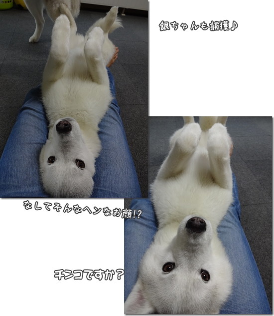 ブラザーズの下ネタ再び 犬たちとjubilations ブラザーズの下ネタ再び 犬たちとjubilations