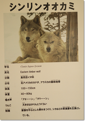 動物園でブラザーズの祖先に学ぶ 犬たちとjubilations